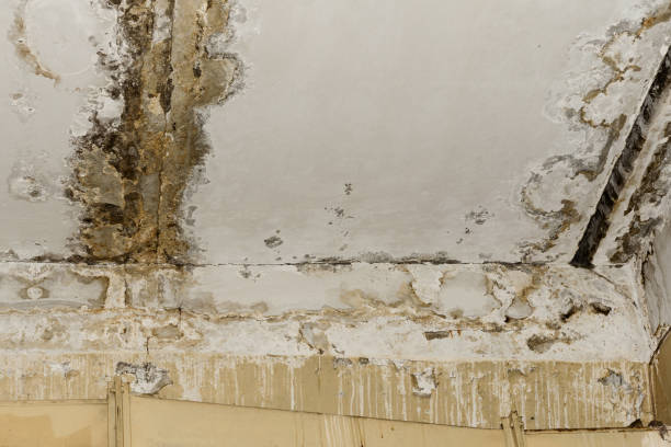 Best Forensic Mold Investigation  in Great Bend, KS